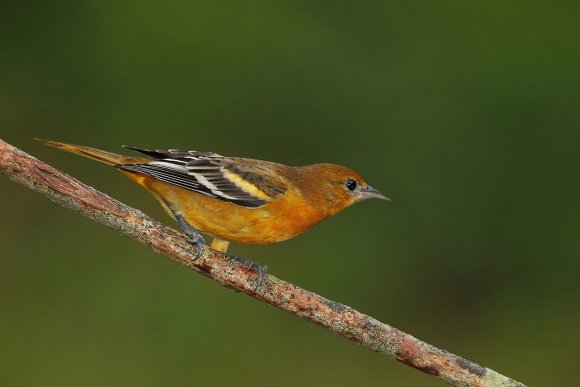 Baltimore oriole (Icterus galbula)