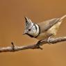 Cincia dal ciuffo - Crested tit (Lophophanes cristatus)