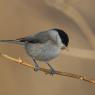 Cincia bigia - Marsh tit (Poecile palustris)