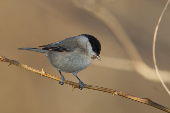 Cincia bigia - Marsh tit (Poecile palustris)