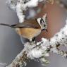 Cincia dal ciuffo - Crested tit (Lophophanes cristatus)