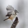 Cincia dal ciuffo - Crested tit (Lophophanes cristatus)