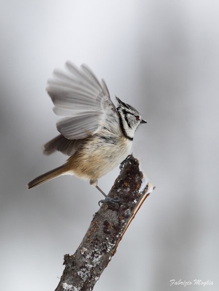 Cincia dal ciuffo - Crested tit (Lophophanes cristatus)