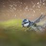 Cinciarella - Blue Tit