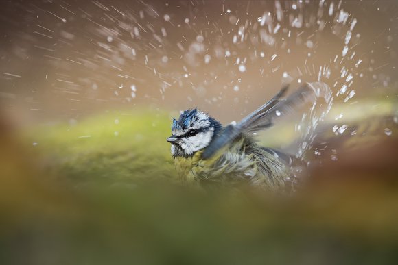 Cinciarella - Blue Tit