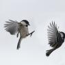 Cincia bigia - Marsh tit (Poecile palustris)