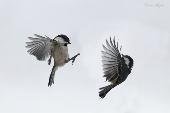Cincia bigia - Marsh tit (Poecile palustris)