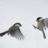 Cincia bigia - Marsh tit (Poecile palustris)