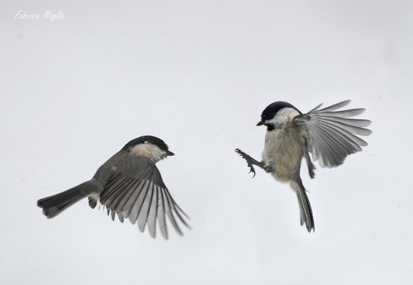 Cincia bigia - Marsh tit (Poecile palustris)