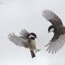 Cincia mora - Coal tit (Periparus ater)