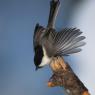 Cincia bigia - Marsh tit (Poecile palustris)