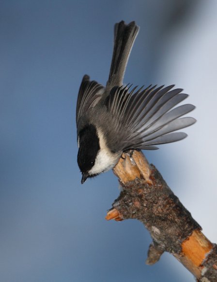 Cincia bigia - Marsh tit (Poecile palustris)