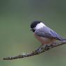 Cincia bigia - Marsh tit (Poecile palustris)