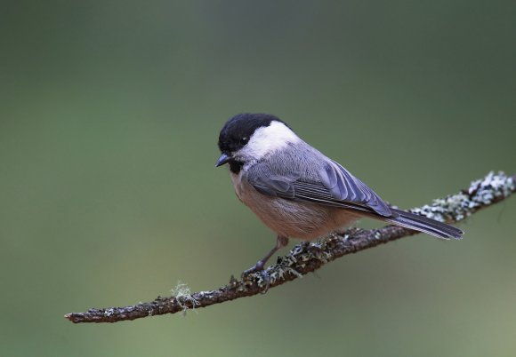 Cincia bigia - Marsh tit (Poecile palustris)