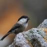 Cincia bigia - Marsh tit (Poecile palustris)