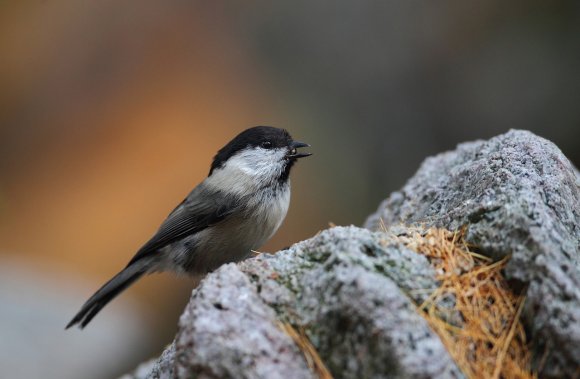 Cincia bigia - Marsh tit (Poecile palustris)