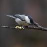 Cincia bigia - Marsh tit (Poecile palustris)