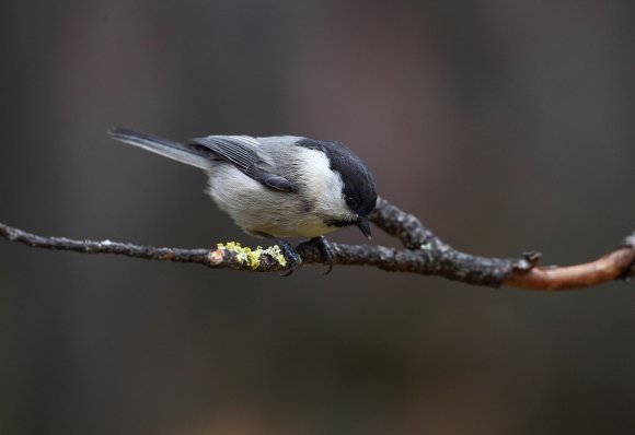 Cincia bigia - Marsh tit (Poecile palustris)