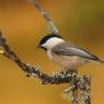 Cincia bigia - Marsh tit (Poecile palustris)