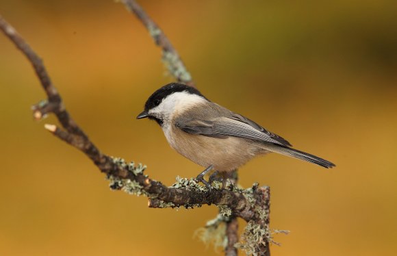 Cincia bigia - Marsh tit (Poecile palustris)