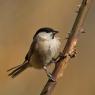 Cincia bigia - Marsh tit (Poecile palustris)