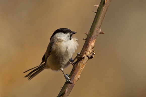 Cincia bigia - Marsh tit (Poecile palustris)