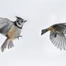 Cincia dal ciuffo - Crested tit (Lophophanes cristatus)