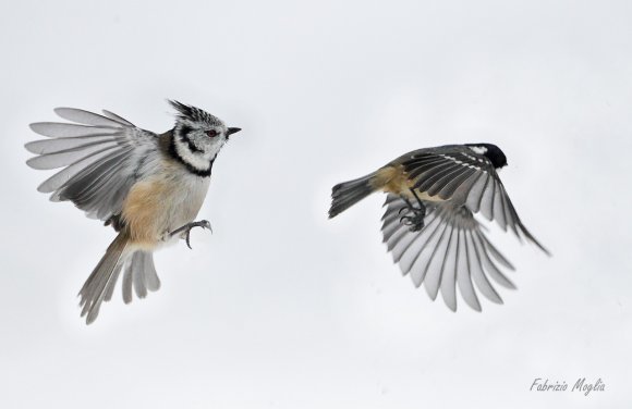 Cincia dal ciuffo - Crested tit (Lophophanes cristatus)