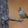 Cincia dal ciuffo - Crested tit (Lophophanes cristatus)