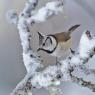 Cincia dal ciuffo - Crested tit (Lophophanes cristatus)