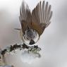 Cincia dal ciuffo - Crested tit (Lophophanes cristatus)