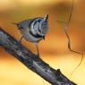 Cincia dal ciuffo - Crested tit (Lophophanes cristatus)