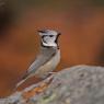 Cincia dal ciuffo - Crested tit (Lophophanes cristatus)