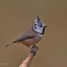 Cincia dal ciuffo - Crested tit (Lophophanes cristatus)