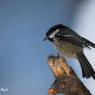 Cincia mora - Coal tit (Periparus ater)