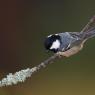 Cincia mora - Coal tit (Periparus ater)