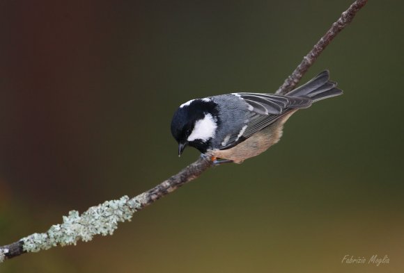 Cincia mora - Coal tit (Periparus ater)