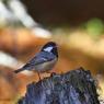 Cincia mora - Coal tit (Periparus ater)