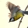 Cinciallegra - Great tit (Parus major)