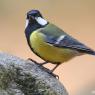 Cinciallegra - Great tit (Parus major)