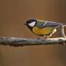 Cinciallegra - Great tit (Parus major)