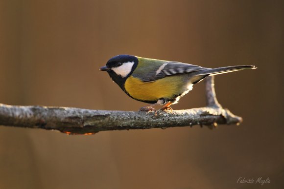 Cinciallegra - Great tit (Parus major)