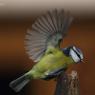 Cinciarella - Eurasian blue tit (Cyanistes caeruleus)