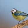 Cinciarella - Eurasian blue tit (Cyanistes caeruleus)