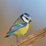 Cinciarella - Eurasian blue tit (Cyanistes caeruleus)