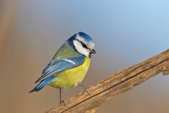 Cinciarella - Eurasian blue tit (Cyanistes caeruleus)