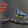 Cinciarella - Eurasian blue tit (Cyanistes caeruleus)