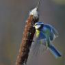 Cinciarella - Eurasian blue tit (Cyanistes caeruleus)