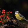 Cinciarella - Eurasian blue tit (Cyanistes caeruleus)