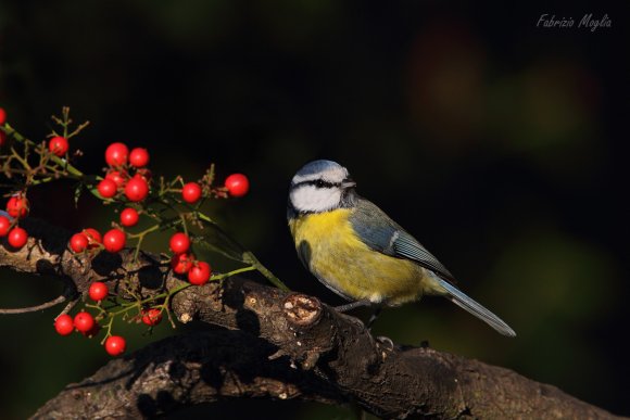 Cinciarella - Eurasian blue tit (Cyanistes caeruleus)
